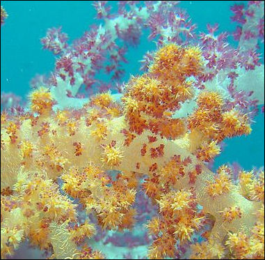20120517-coral reef Flickr_-_NOAA_Photo_Library.jpg
